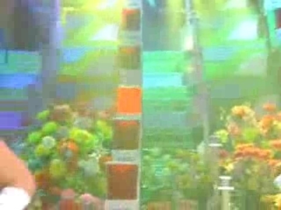 Pabo 恋のヘキサゴン