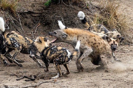 As gangues da África - Cães Selvagem