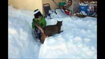 Our Cat Who Loves The Snow