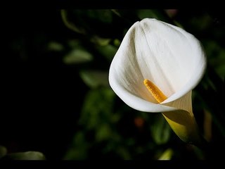¿Sabías que el alcatraz es una planta peligrosa?