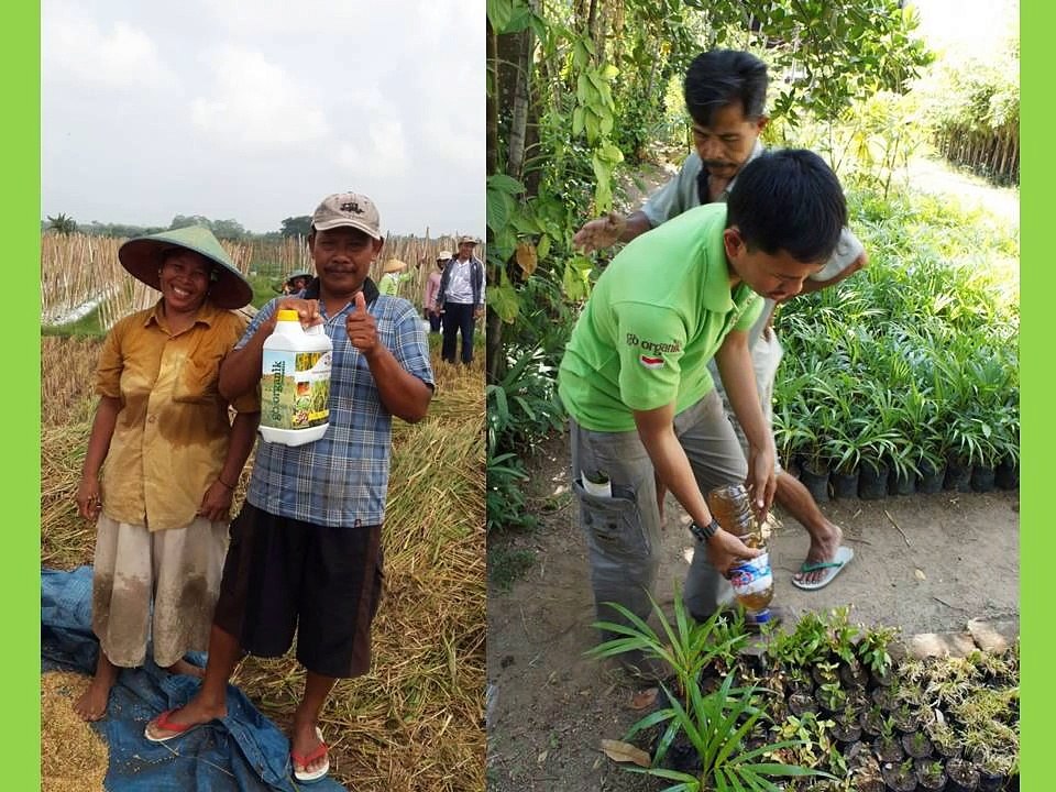 0812-2400-2400 (TSEL ),Obat Tanaman Padi (2)