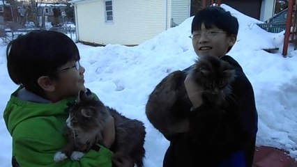 Cats Who Love Human Foods More Than Their Own