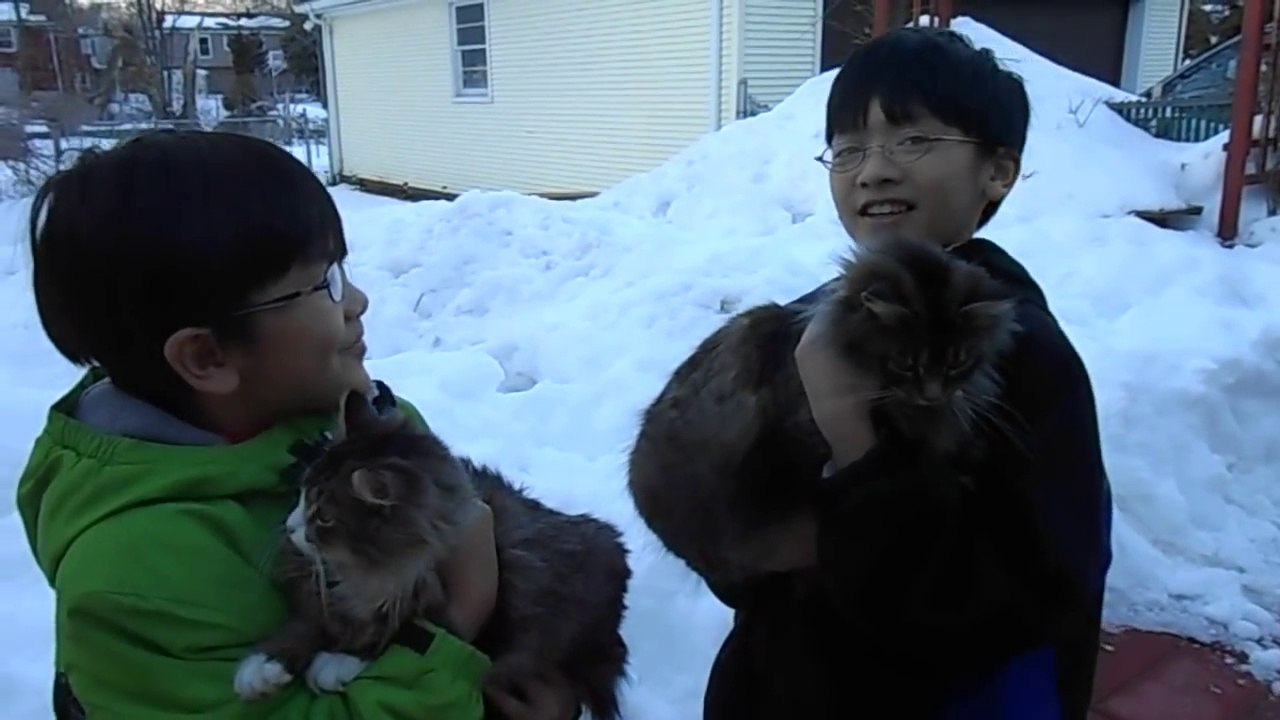 Cats Who Love Human Foods More Than Their Own