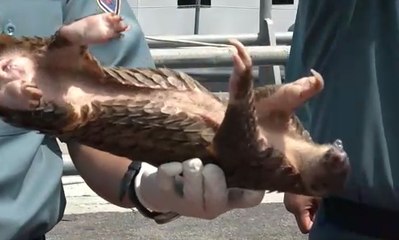 Ratusan Trenggiling Siap Selundup di Medan Ini Disita TNI