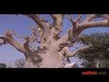 Maraboutage au Sénégal : un arbre des sacrifices