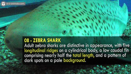 Top 10 Most Incredible Sharks Species