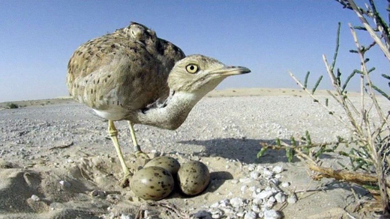 Uae Bird