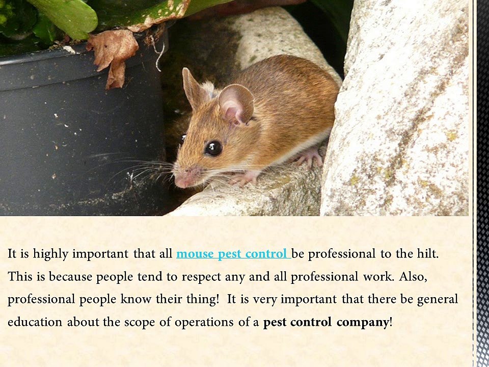 Reasons Why a Pest Control Company sees a Bright Future Today!