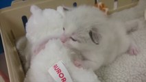 Kittens Being Bottle Fed  Compilation _ Cuteness ov