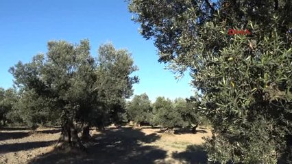 Balıkesir Zeytincilik Sektörü Söz Sahibi Olmak Istiyor