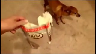 Funny Guilty Dogs Compilatio gs who are sorry for what they've d