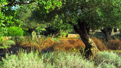 La bibliothèque est un jardin