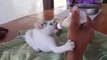 Kittens Being Bottle Fed  Compilation _ Cuteness overload alert !!!