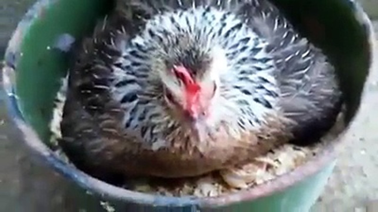 Dutch bantam hen