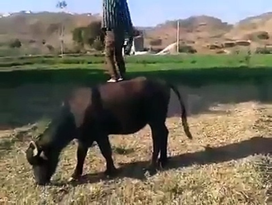 VID-20170412-WA0008