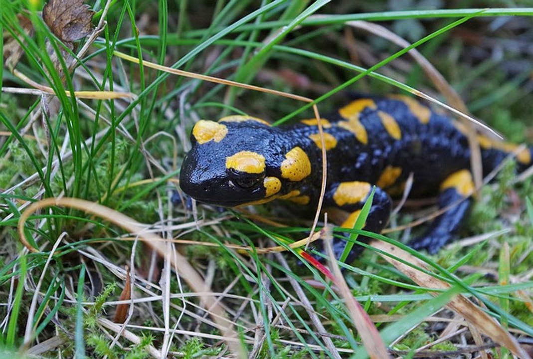 Pourquoi La Salamandre?