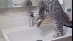 Ce chat boit l'eau au robinet en se contorsionnant !