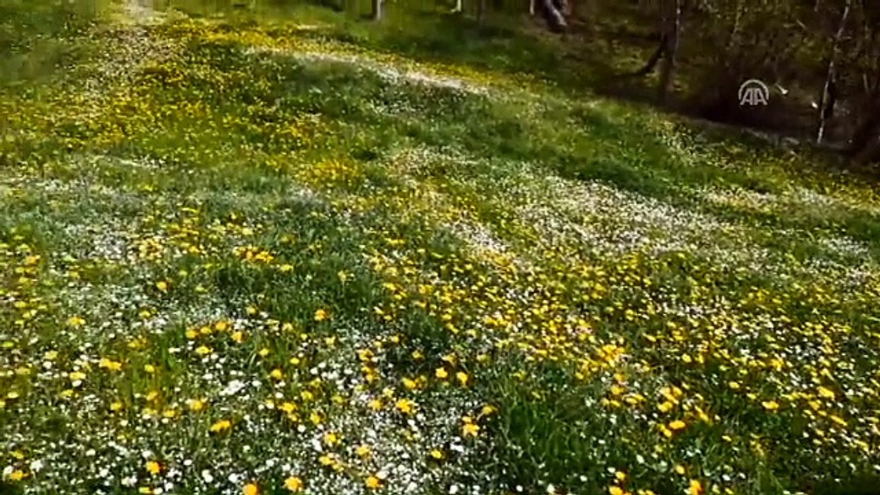 Yayla Turizminin Yeni Adresi: Tonya
