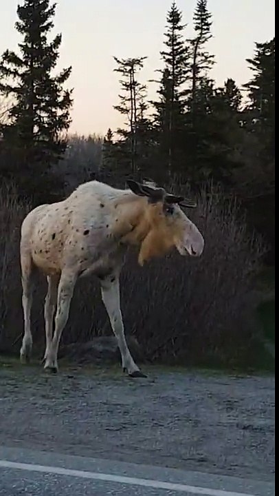 Cet élan.. est complètement BLANC !! en mode ALBINOS !