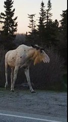 Cet élan.. est complètement BLANC !! en mode ALBINOS !