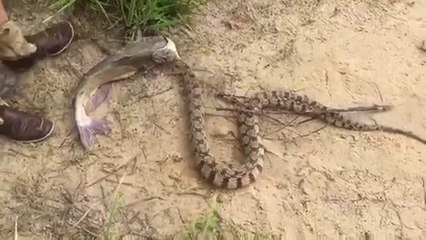 Ce serpent mange un poisson !