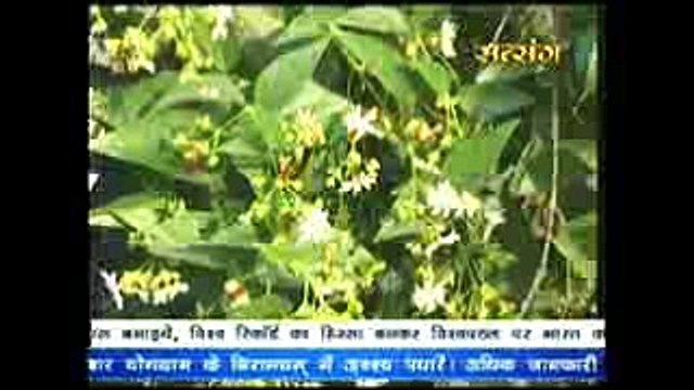 Harsingar ~ हारसिंगार के औषधीय गुण # Acharya Balkrishna