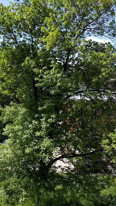 ViewFromWindow