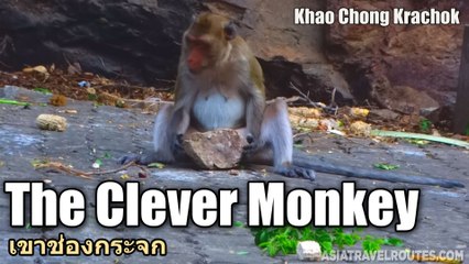 The Clever Monkey เขาช่องกระจก Crab-eating macaque