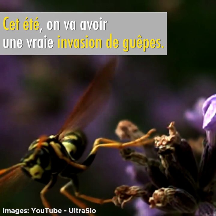 Voilà quelques astuces pour te dérrasser des guêpes