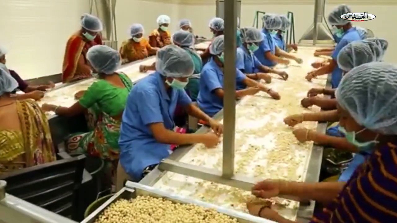 ‫القدس - alquds - #القدس_اكسترا - شاهد كيف يتم إنتاج الفستق -الفول...‬
