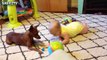 Cute Dogs and Babies Crawling Together - Adorable babies Compilation-IEEo5