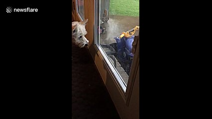 Confused toddler doesn't know if snake is a 'dragon'