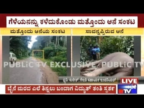 Madikeri: 2 Wild Elephants Dead Due To Electric Shock In Virajpet, Another Elephant Cries Over Death