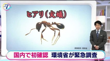 死に至ることもある強毒「ヒアリ＝火蟻」 国内初確認 環境省が緊急調査
