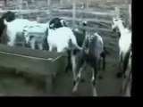 funny videos 2015 tagalog - Funny Bakra Animals Video