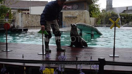 Otaries zoo amiens