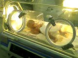 490.baby google cache Neonatal ICU (baby named google cache)