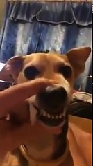 Comment faire chanter son chien