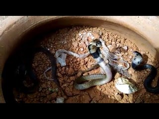 Watch: Baby snakes hissing and figting with eachother