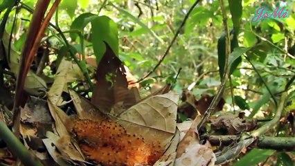 Loài chim lạ -hoá sâu- tránh kẻ thù