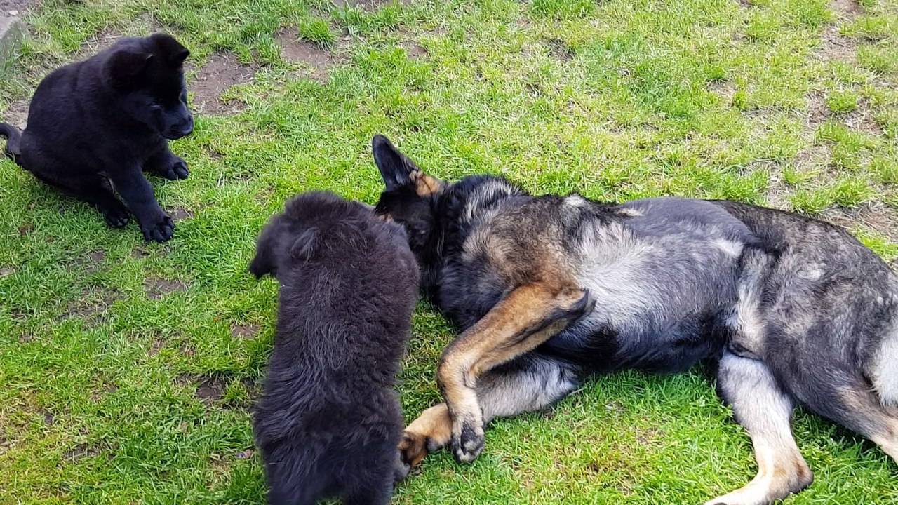 Thorin plays with puppies
