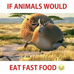 funny videos,animals get fat,fast food effect