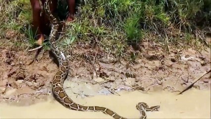 Download Video: Des enfants au Cambodge jouent avec un anaconda