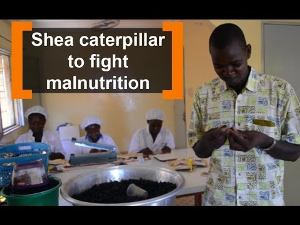 Burkina Faso: Shea caterpillar to fight malnutrition