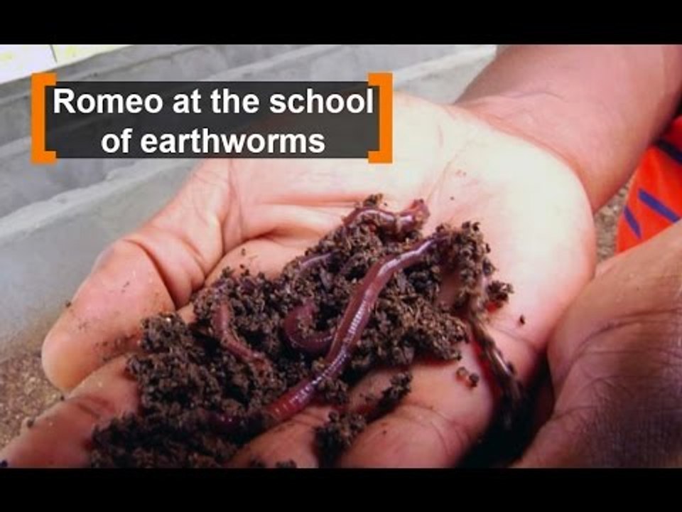 Cote d'Ivoire: Roméo at the school of earthworms