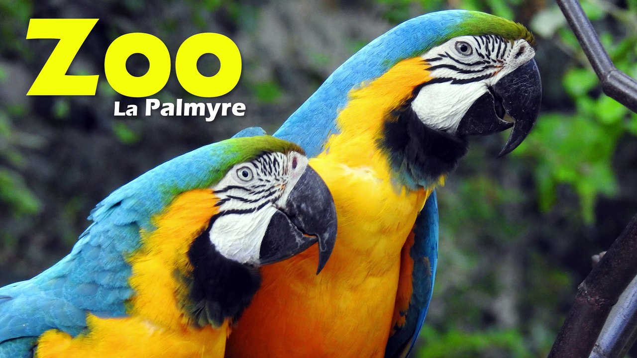 04/06/2017 Zoo de La Palmyre