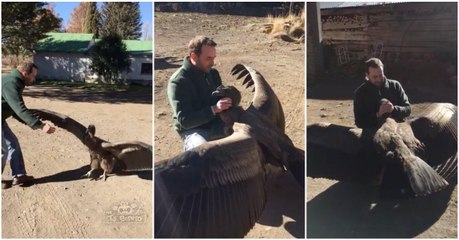 Condor não esquece o homem que o resgatou e vem cumprimentá-lo com um terno e caloroso abraço