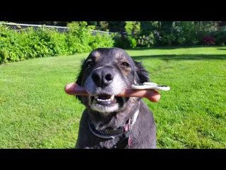 Talented Dog Shows Off Fidget Spinner Trick