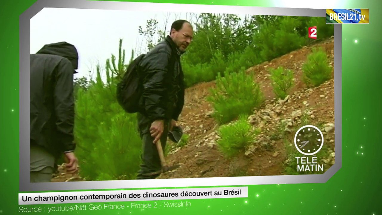 Un champignon contemporain des dinosaures découvert au Brésil