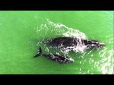 Rare North Atlantic Right Whales Spotted at Ormond Beach